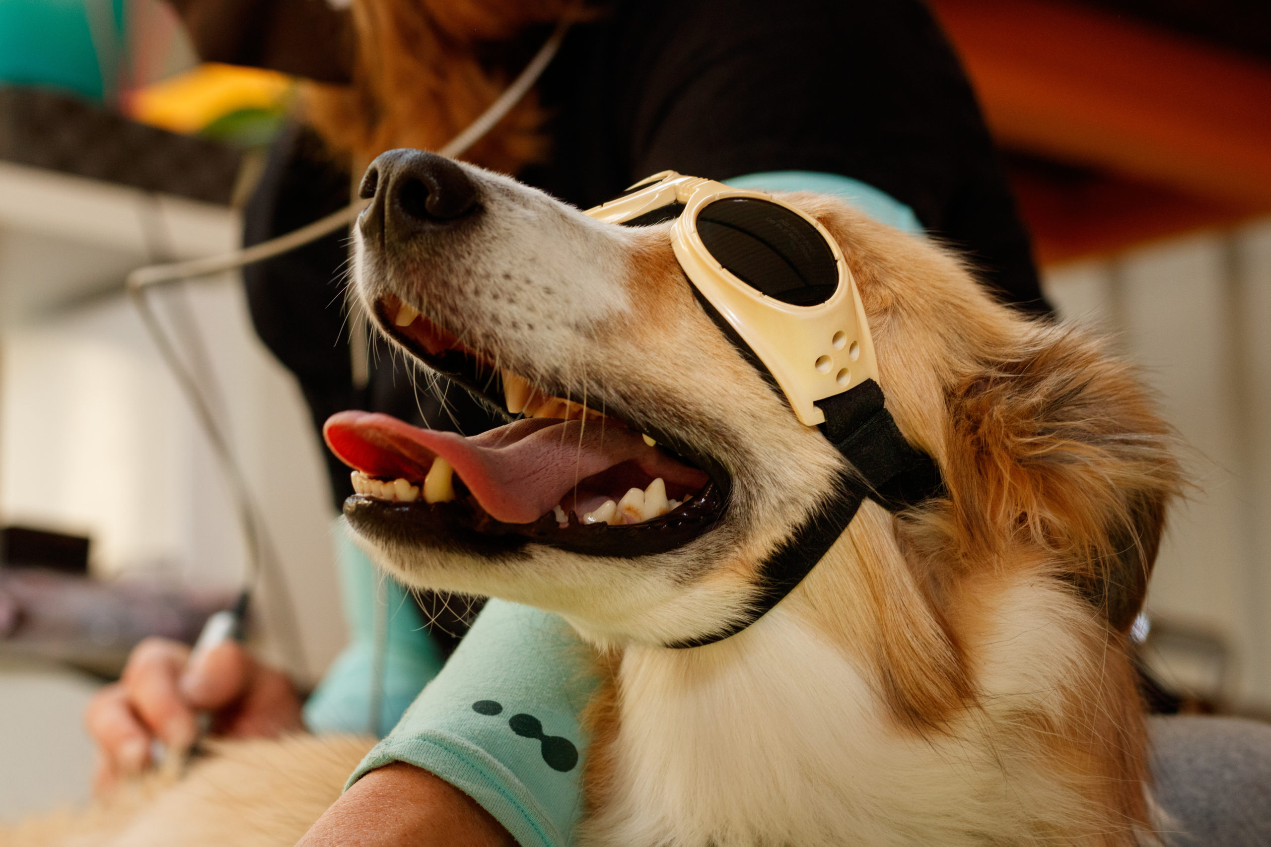 laser therapy for dogs