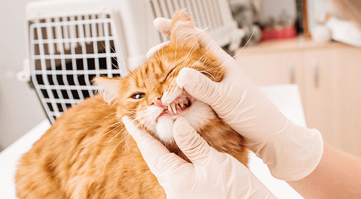 pet dental care