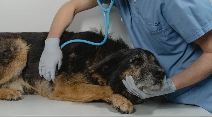 dublin urgent care vet