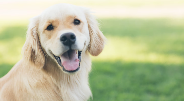Happy Dog puppy