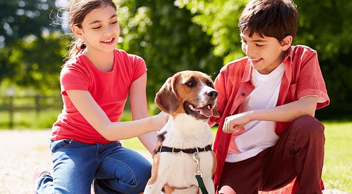 Microchipping microchipping for pets