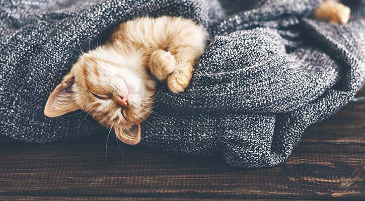 Pharmacy Anesthesia for pets