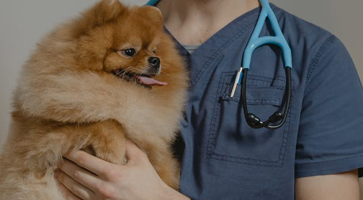 Pomeranian Checkup dog receiving pet chiropractic care