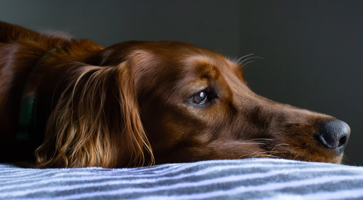 Sad Looking Golden Retriever sad dog