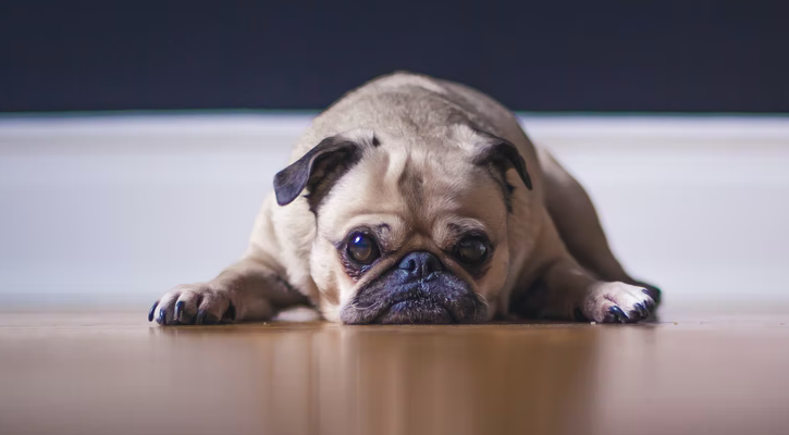 Sad Pug Sad Pug