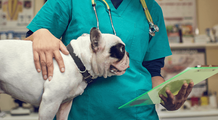 Surgery pet surgery