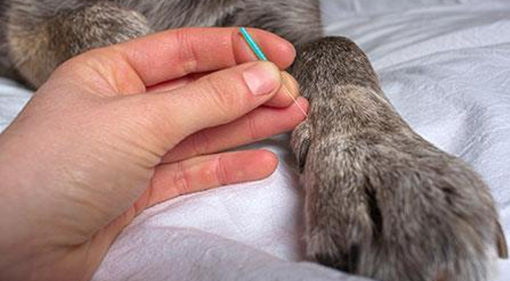 Veterinary Acupuncture