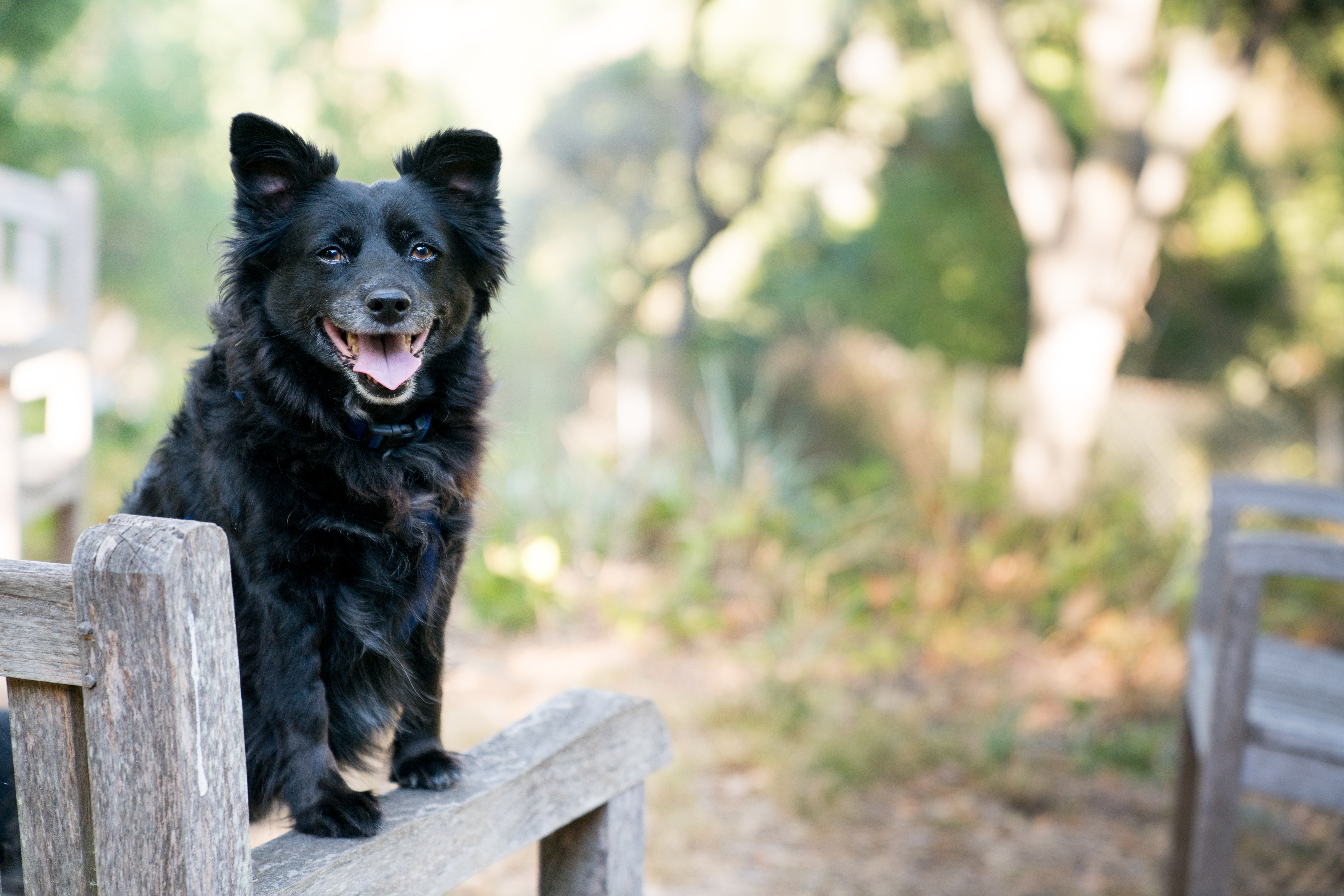 alice-dote-hYEdA5towMw-unsplash Animal rehabilitation