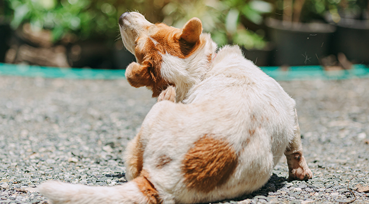 allergy-and-skin-problems pet dermatology
