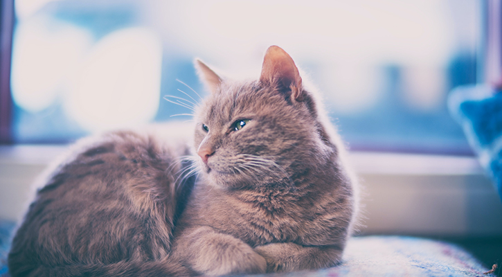 Preventative/Wellness Care for Cats