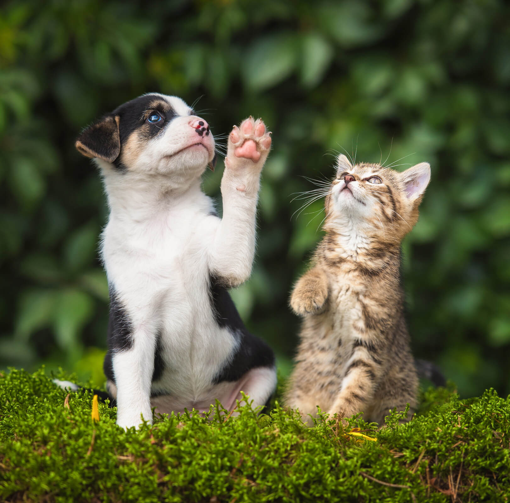 dog and cat veterinary care